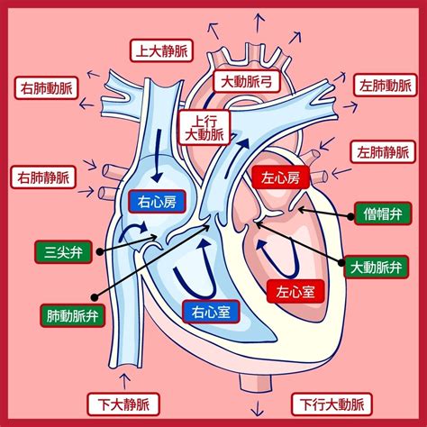 命脈 意思